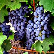 Саженец Виноград Каберне совинен (винный, привитый) в контейнере